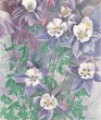 aquilegia032.jpg