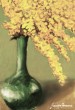 Mimose.jpg